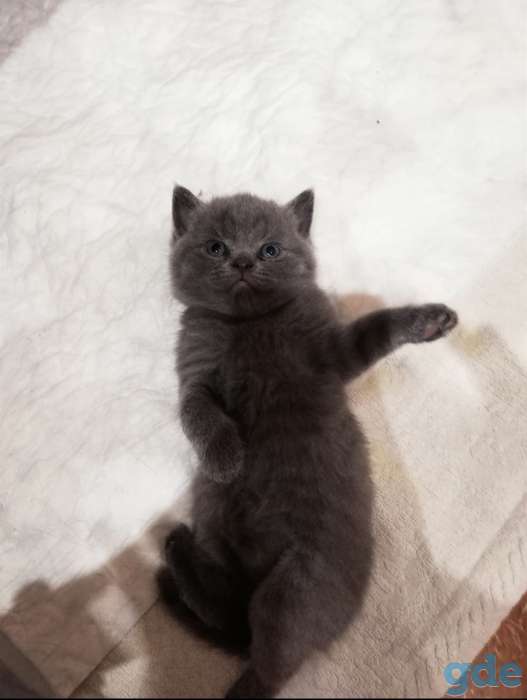 Британский котенок, фотография 5
