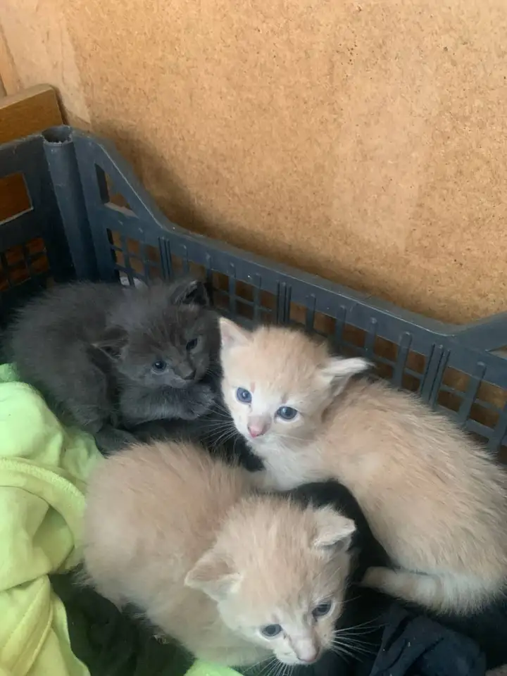 Отдам красивых котят, фотография 2