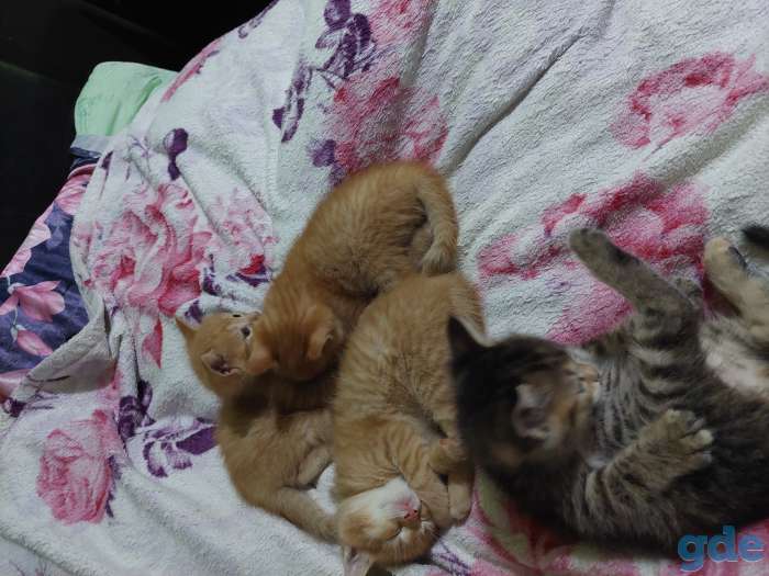 Отдам котят в добрые руки., фотография 8