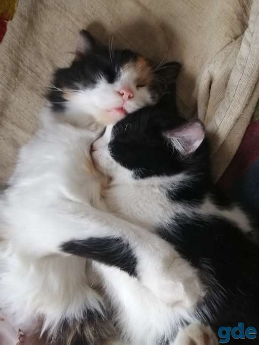 Котёнка в дар, фотография 1