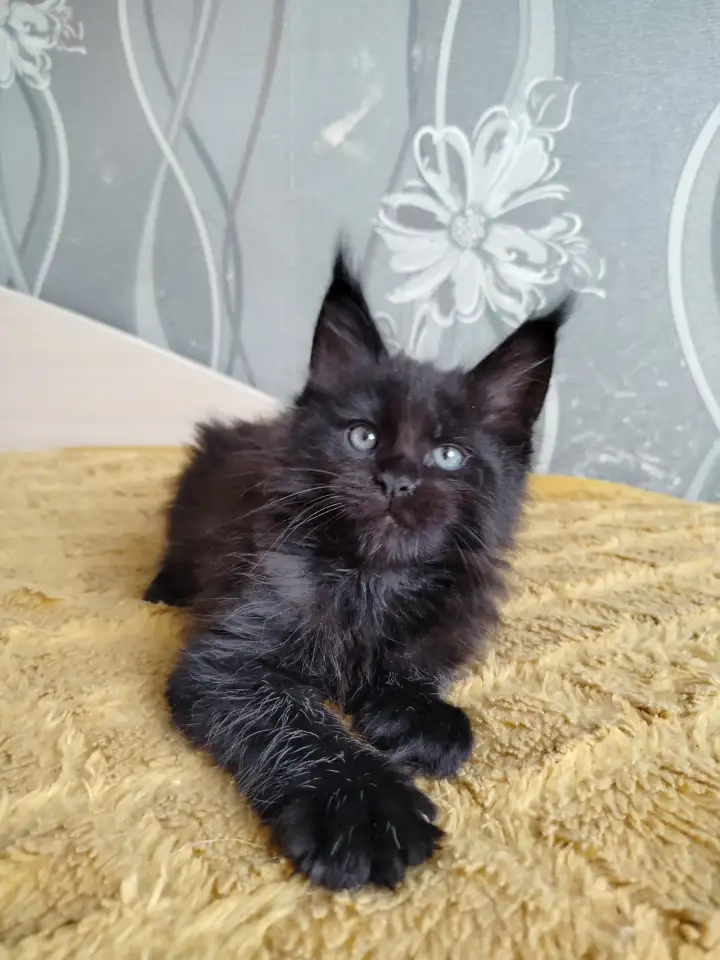Мейн кун котята, фотография 5