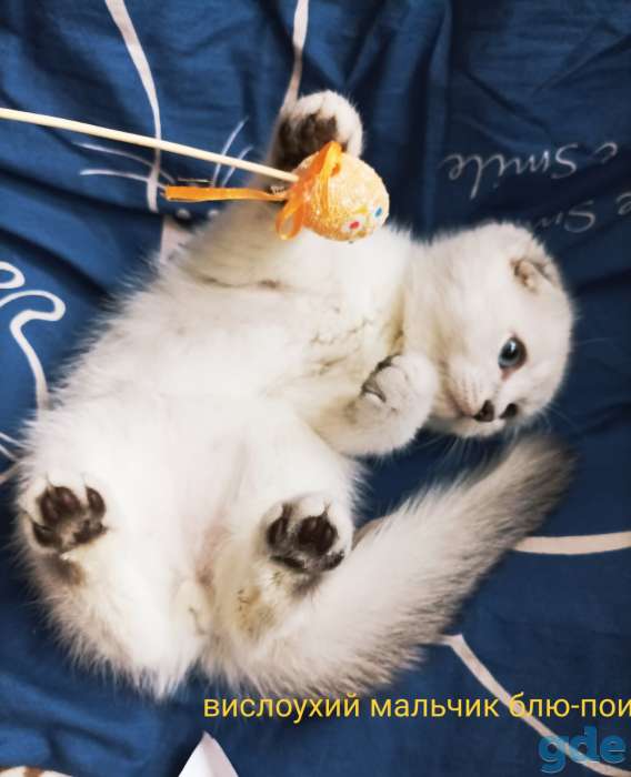 Чистокровные шотландские короткошерстные котята, фотография 3