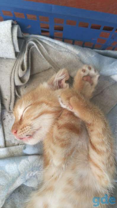шотландские котята, фотография 9