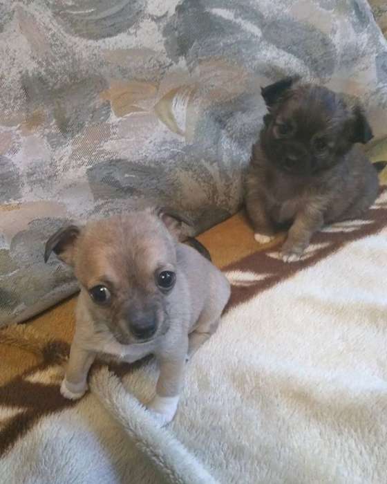 Продам щенков чихуахуа , фотография 2