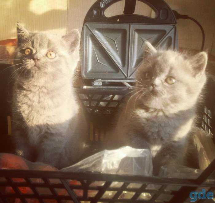 Котята британской породы, фотография 1
