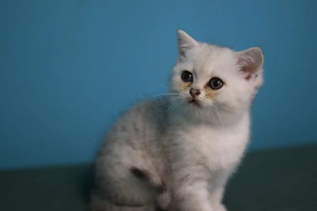 Шотландские котята, фотография 5