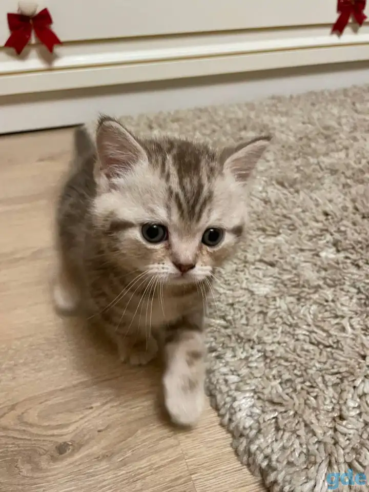 Шотландские мальчик скоттиш страйт и девочка скоттиш фолд, фотография 5