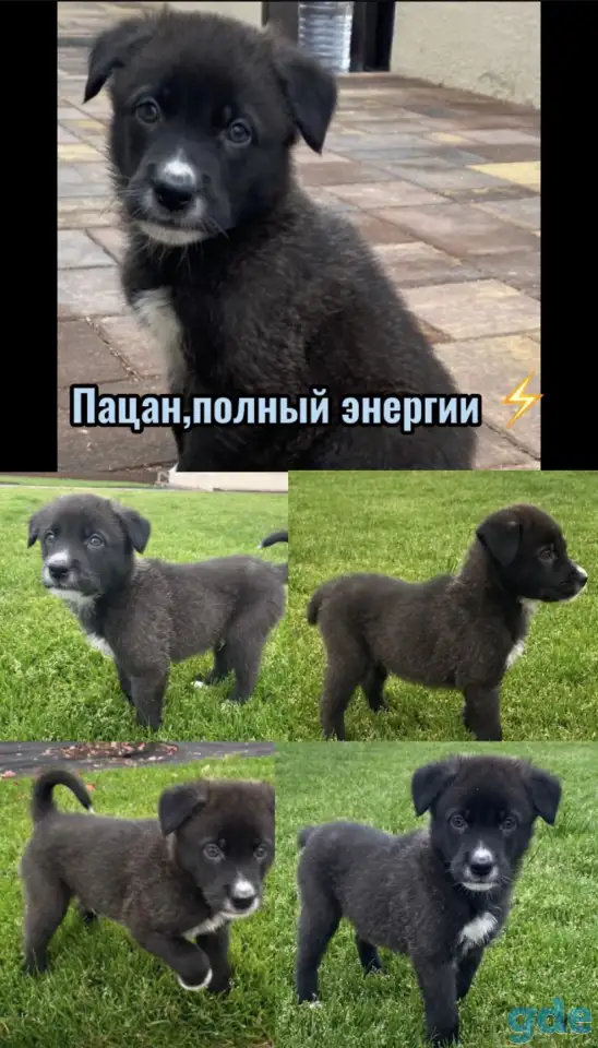 Щенки бесплатно, фотография 3