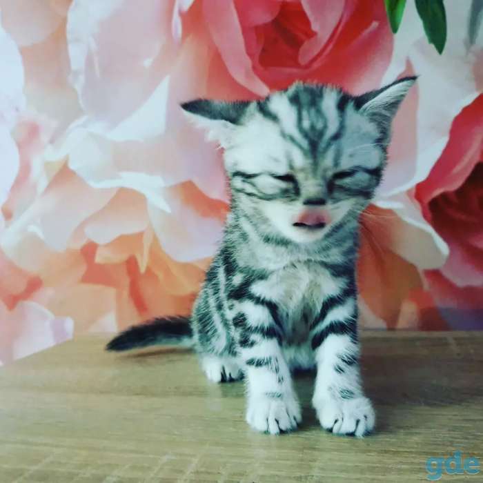 Шотландские котята, фотография 7