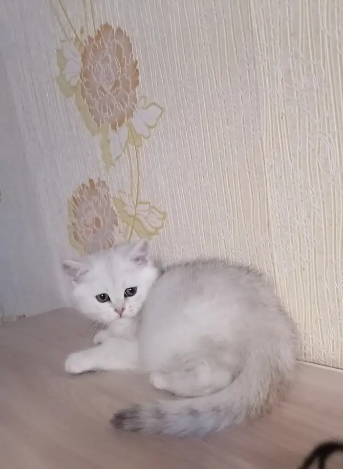 Британский котёнок, фотография 1
