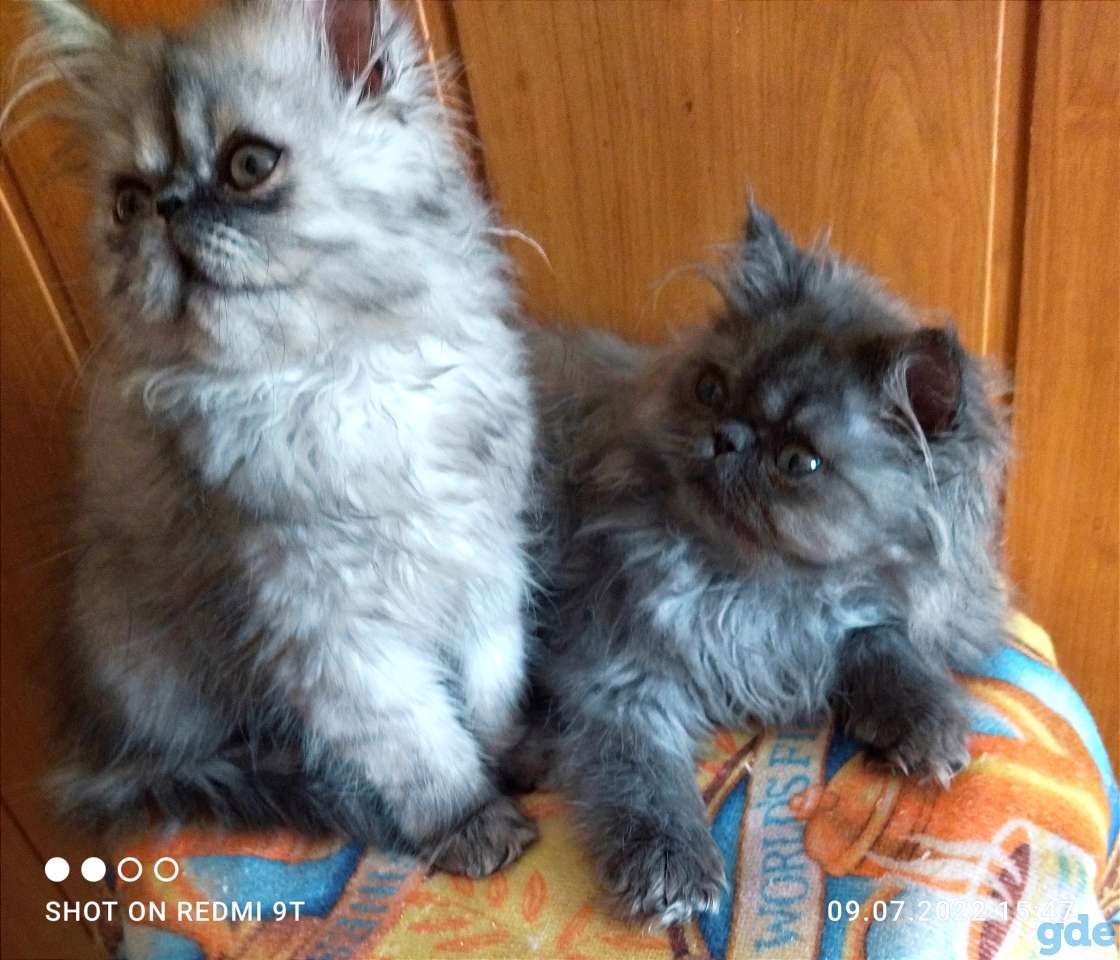 Персидские котята экстремалы чистокровные персы., фотография 8