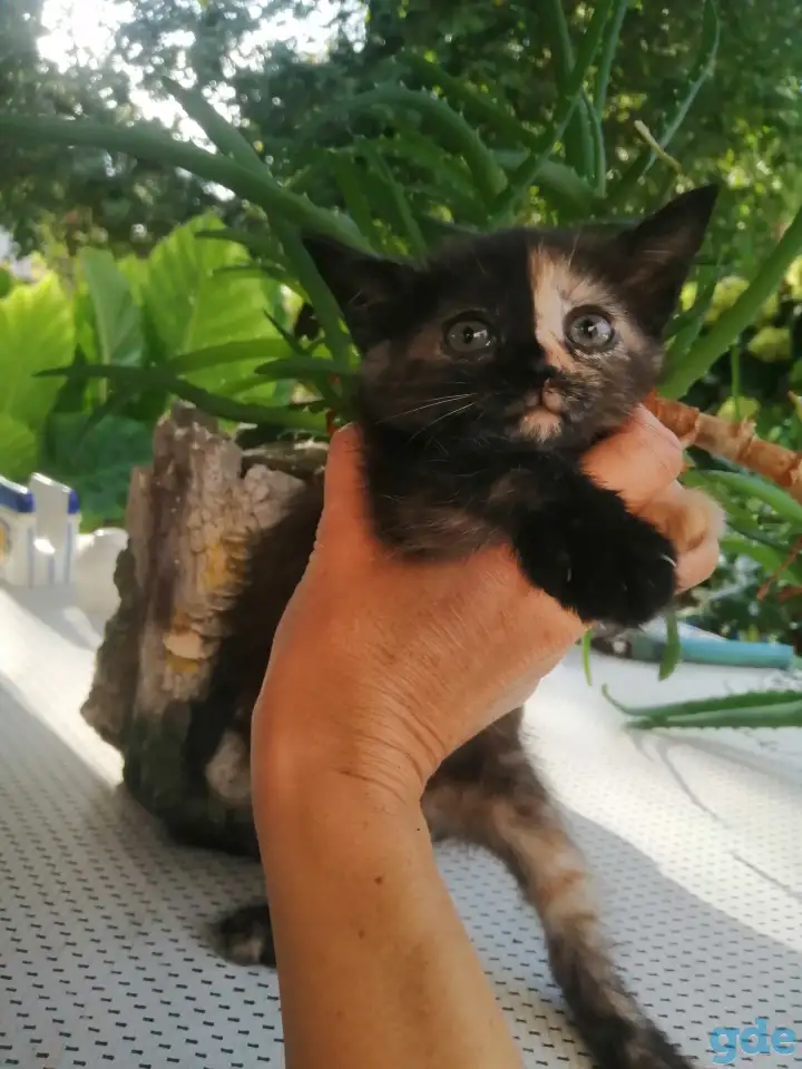 Котенок уникальной расцветки, фотография 1