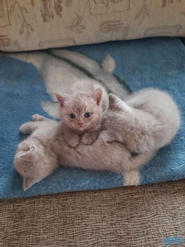 Котята, фотография 2