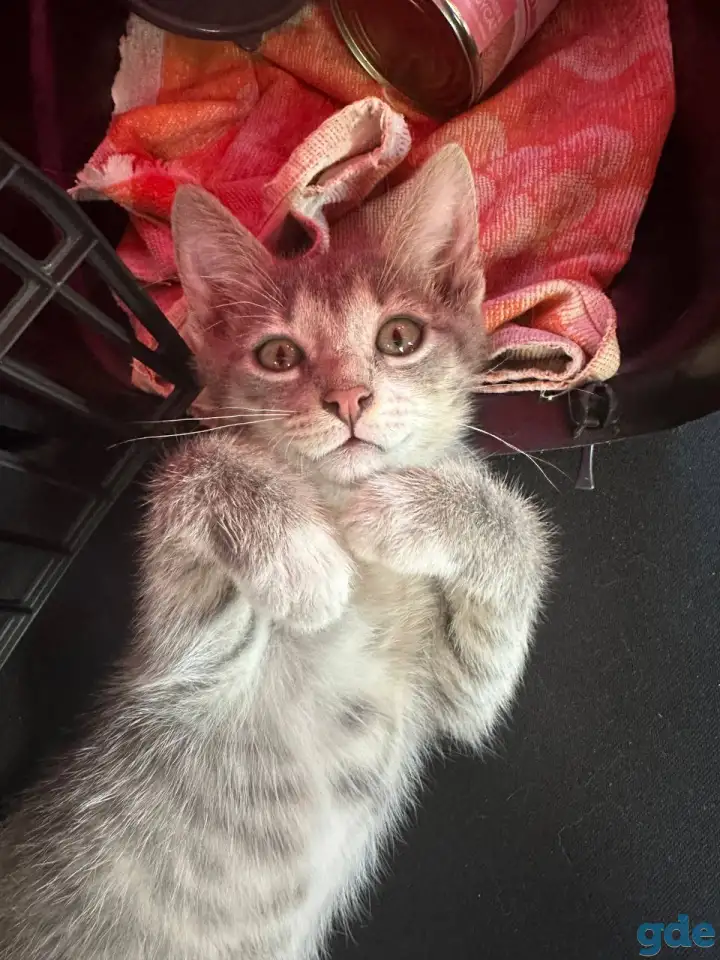 Котенок в дар, фотография 2