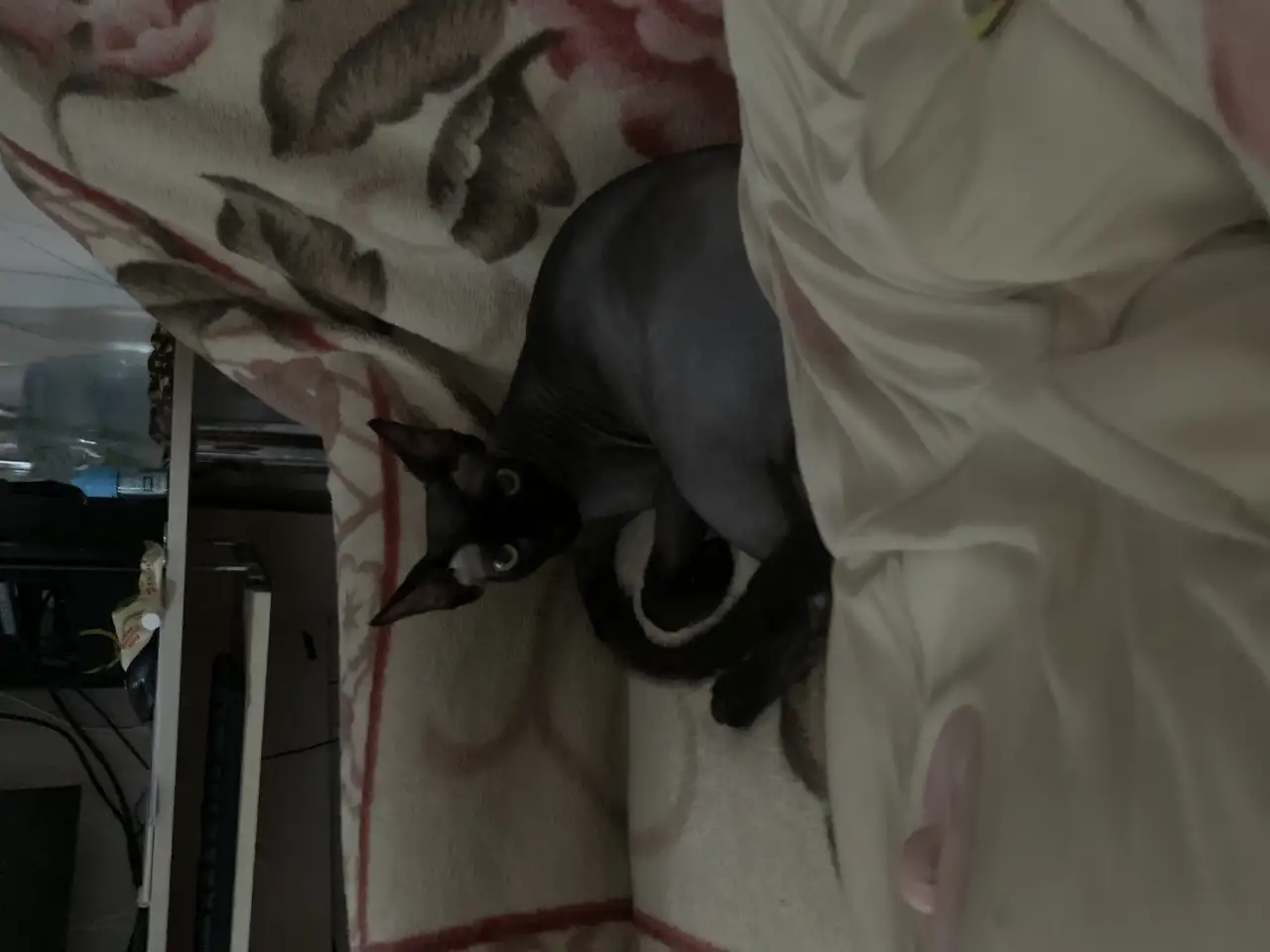 Отдам кота в хорошие руки, фотография 4