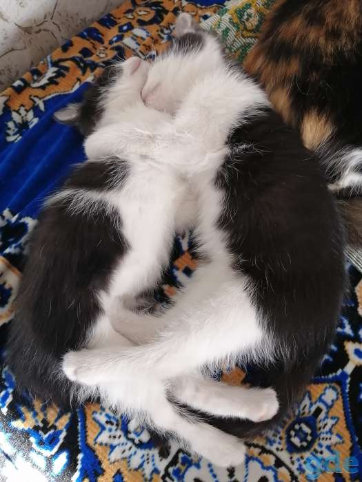 Котёнка в дар, фотография 2