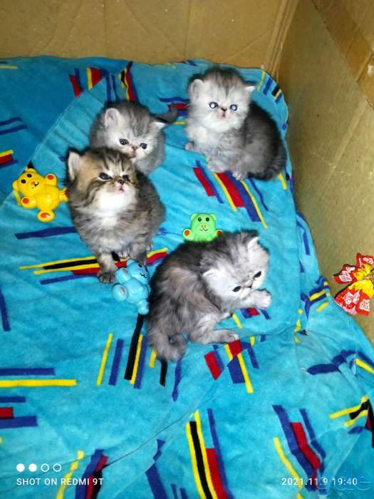 Персидские котята., фотография 3