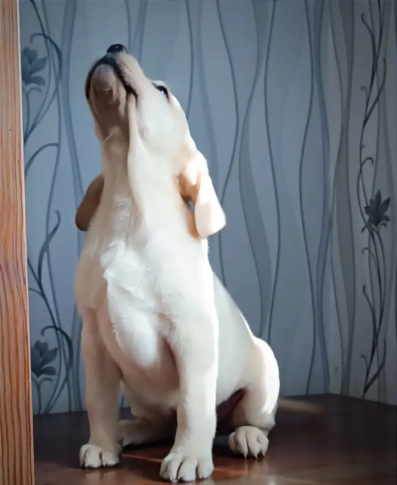 Щенки лабрадора от питомника MercuryPuppy, фотография 2