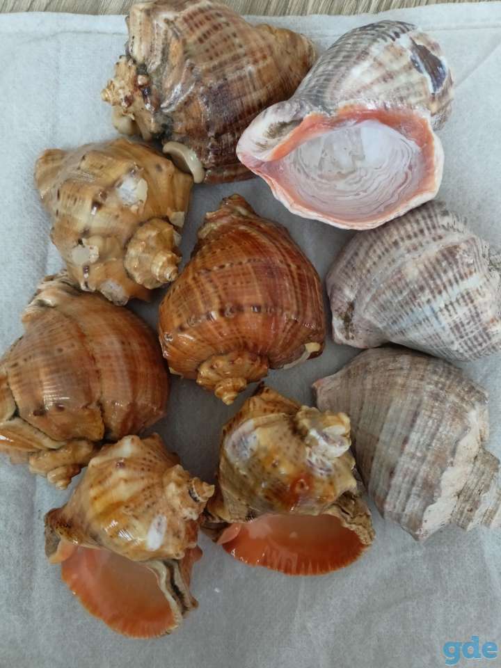 Морские раковины, фотография 3