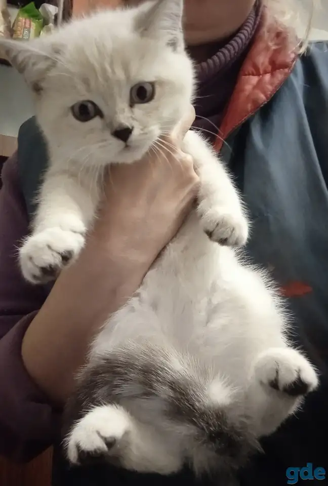 Шотландские котята, фотография 10