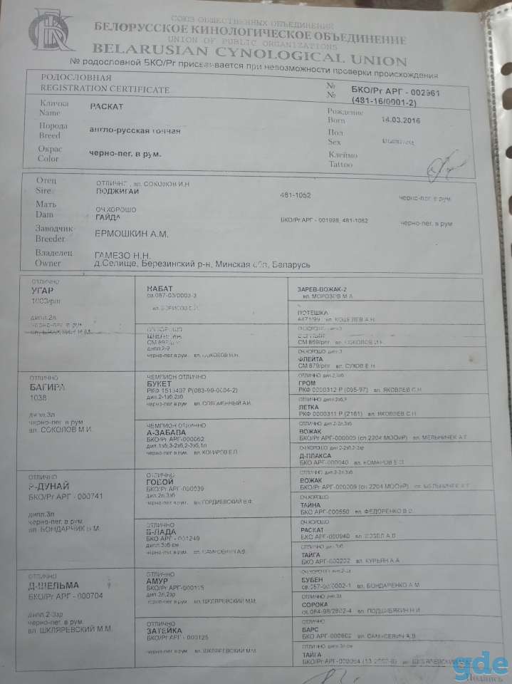 Продам щенков англо-русской гончей, фотография 3