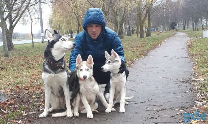 щенки сибирского хаски, фотография 1