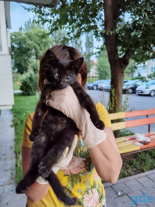 Котенок Анфиса ищет дом!, фотография 1
