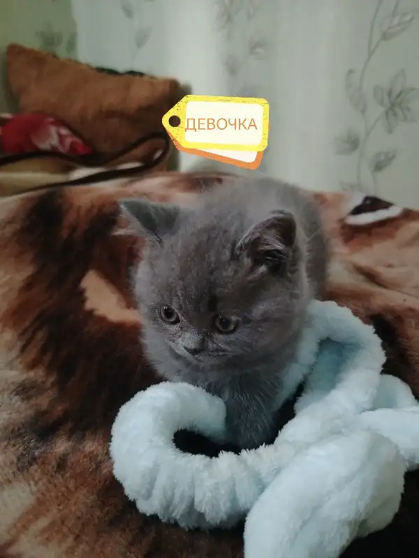Продаю шотландских вислоухих и прямоухих котят, фотография 10