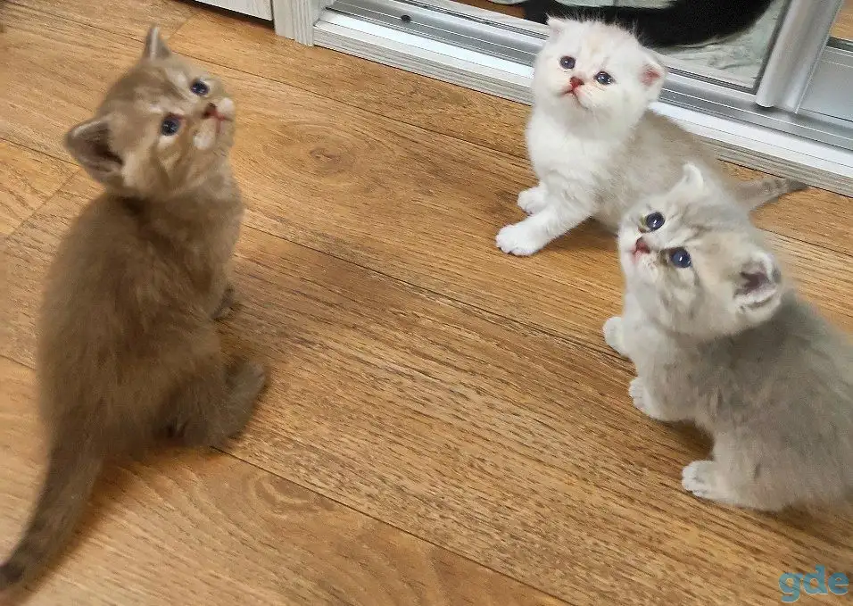 Котята шотландские, фотография 4
