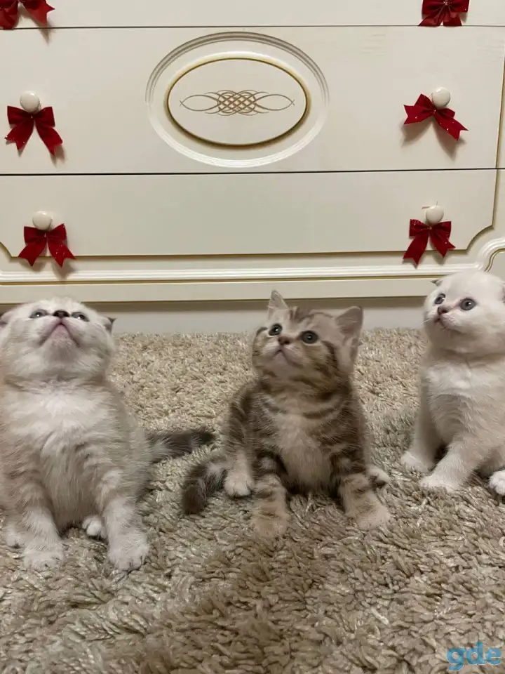 Шотландские мальчик скоттиш страйт и девочка скоттиш фолд, фотография 2