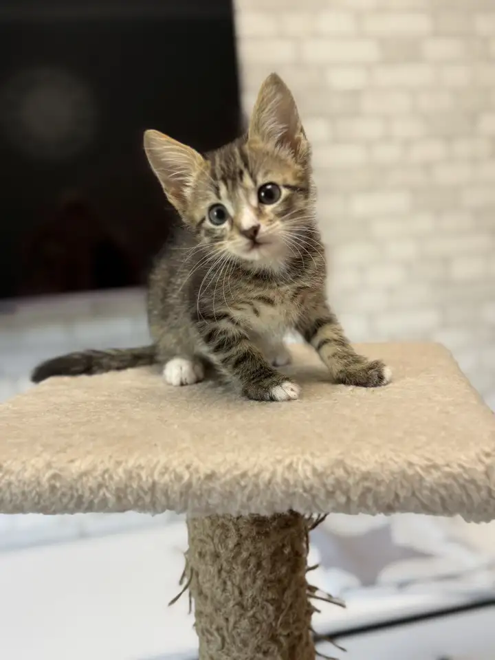 Котята-тигрята в добрые руки., фотография 4