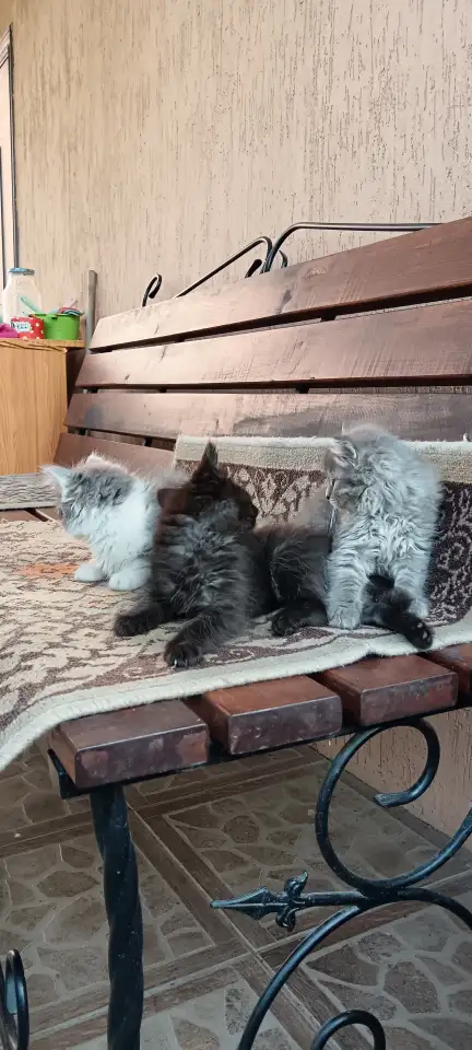 Котята, фотография 2