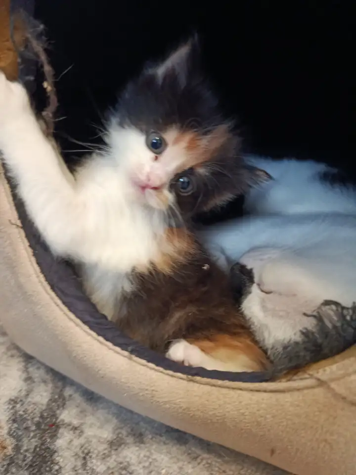 Котята в дар, фотография 2