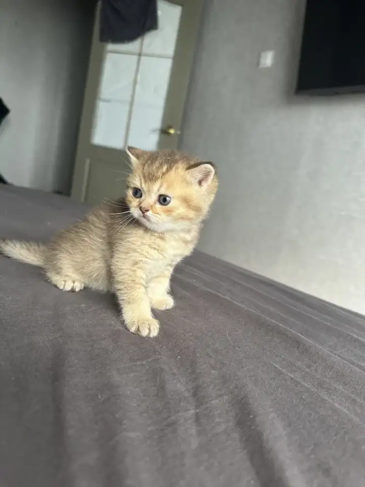 Котята шотландские окрас золотая шиншилла, фотография 3