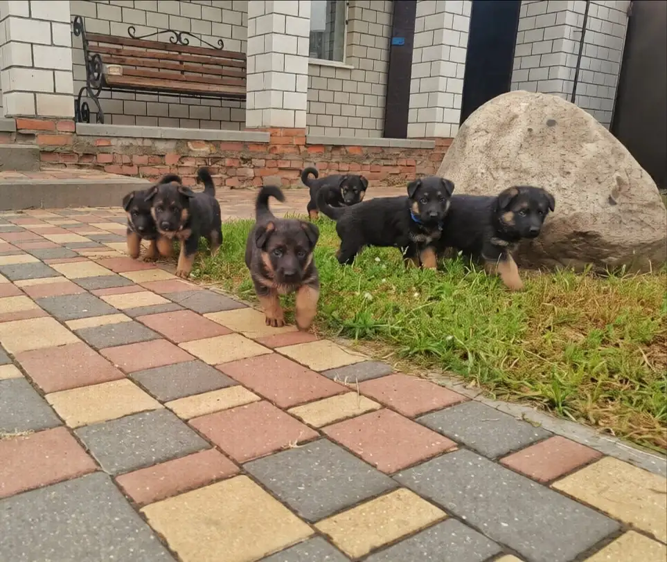 Щенки немецкой овчарки, фотография 1