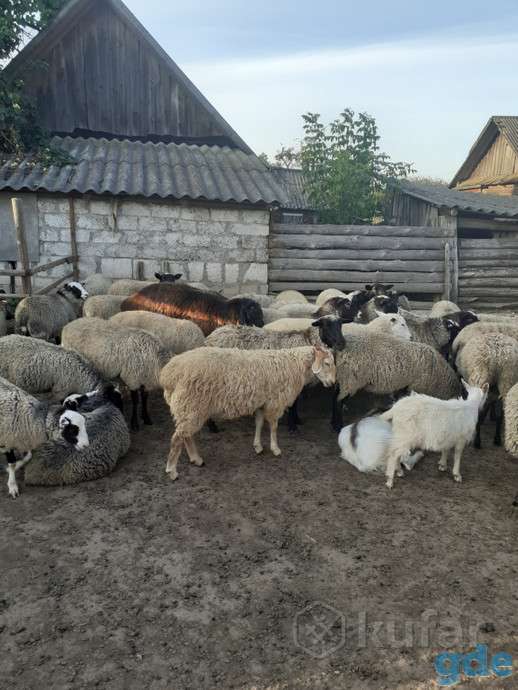 Продажа овец, фотография 1