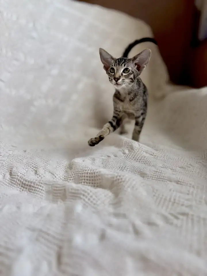 Котята ориентальной породы девочки, фотография 6
