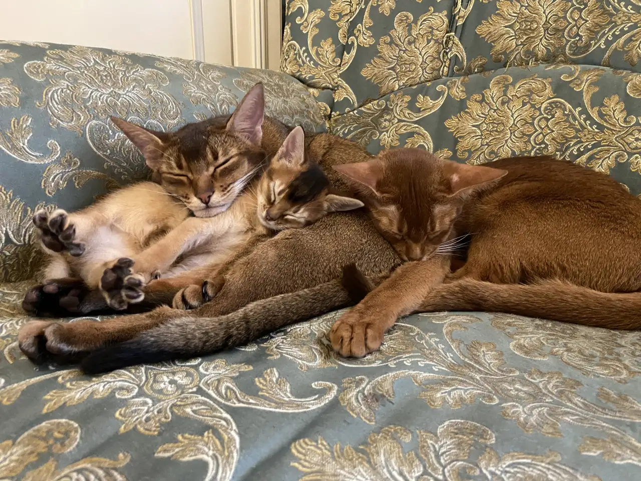 Продам котенка, фотография 3