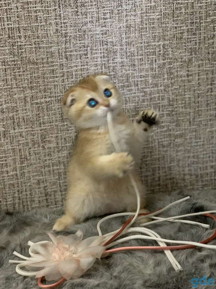 Шотландская кошечка, фотография 7