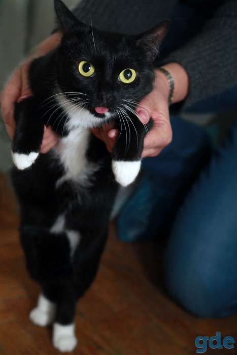 спокойная кошечка, фотография 6