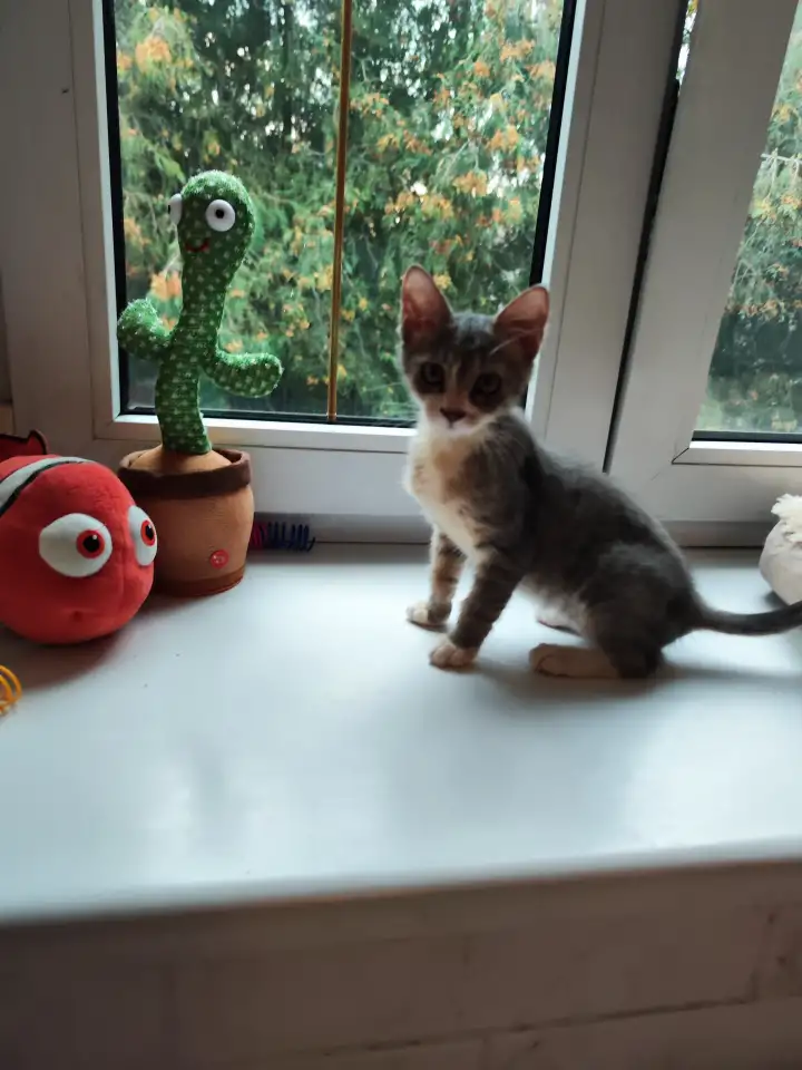 Котята в дар, фотография 3