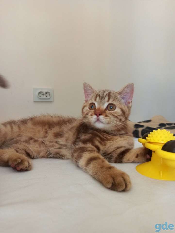 Шотландский котенок Циннамоновый мрамор, фотография 2