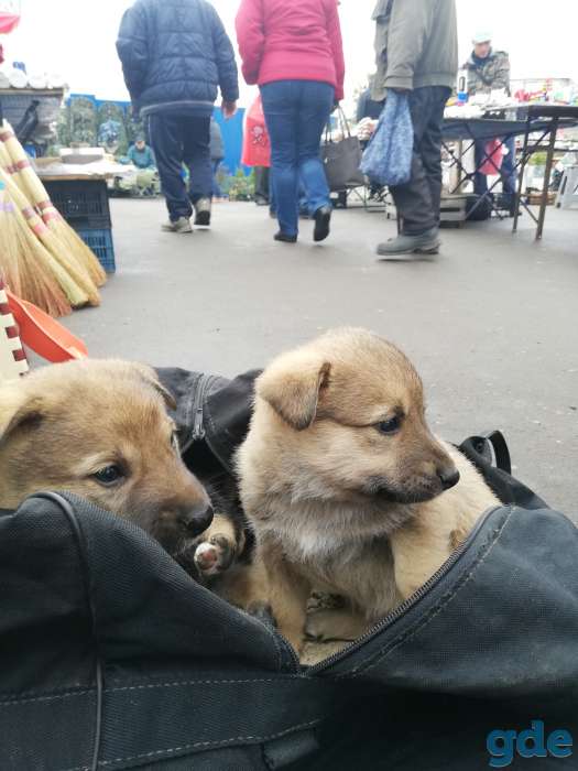 Маленькие щенки бесплатно, фотография 3