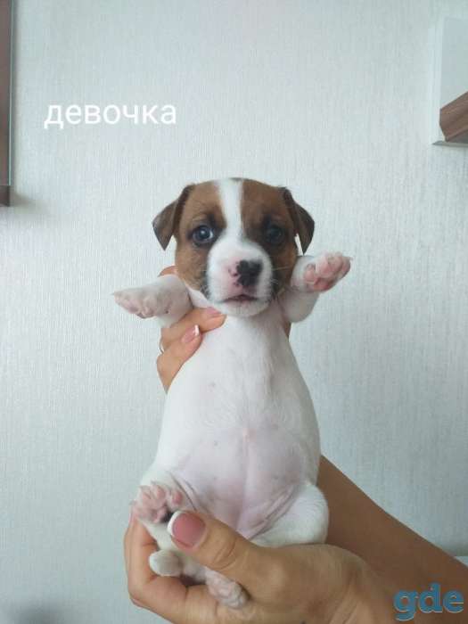 Щенки Джек Рассел Терьер, фотография 11