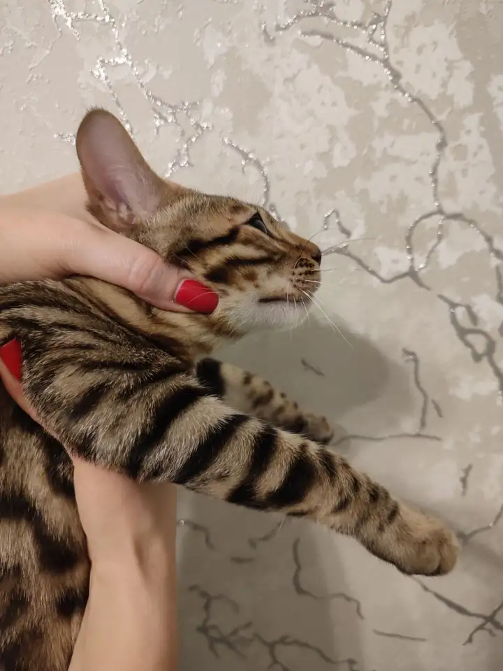 Бенгальский котенок мальчик, фотография 4