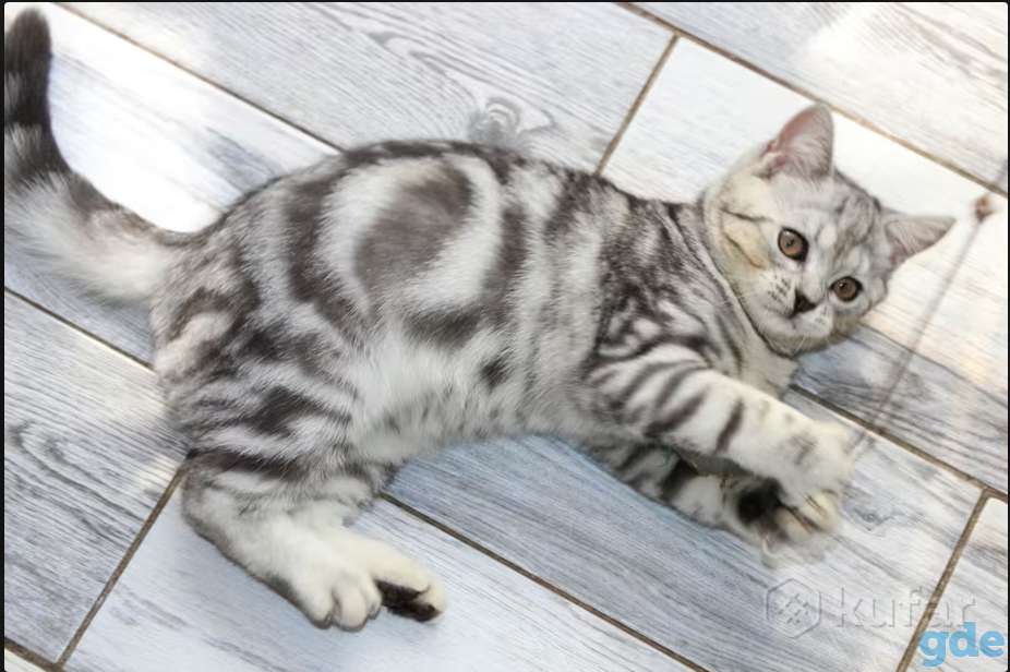 Британский котенок окраса табби, фотография 2