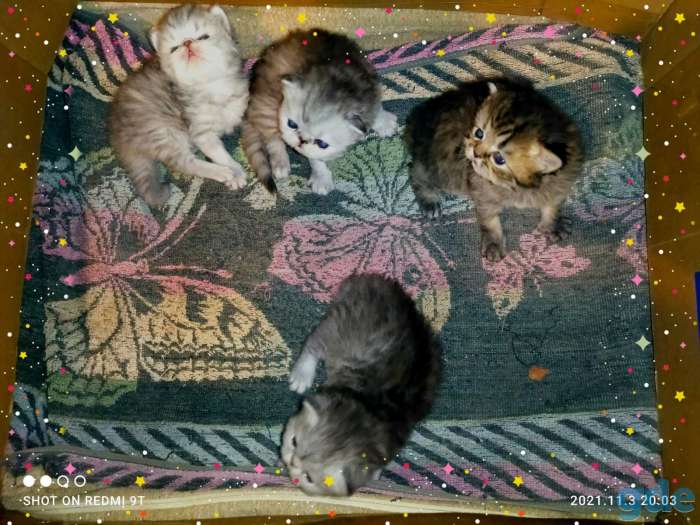 Персидские котята.Экстремального типа ., фотография 7