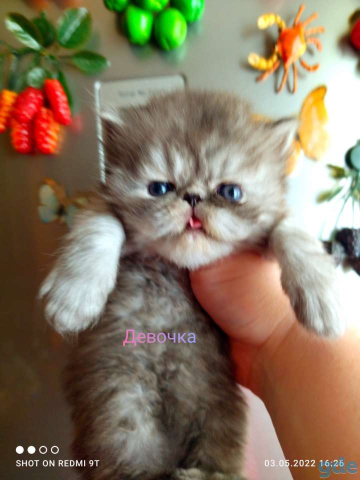 Персидские котята экстремального типа. Персы., фотография 2