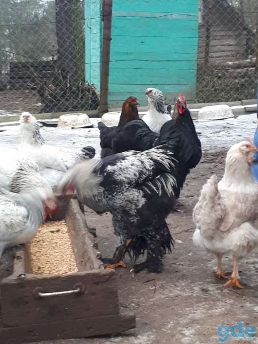 Продам молодых петухов породы Брама, фотография 4