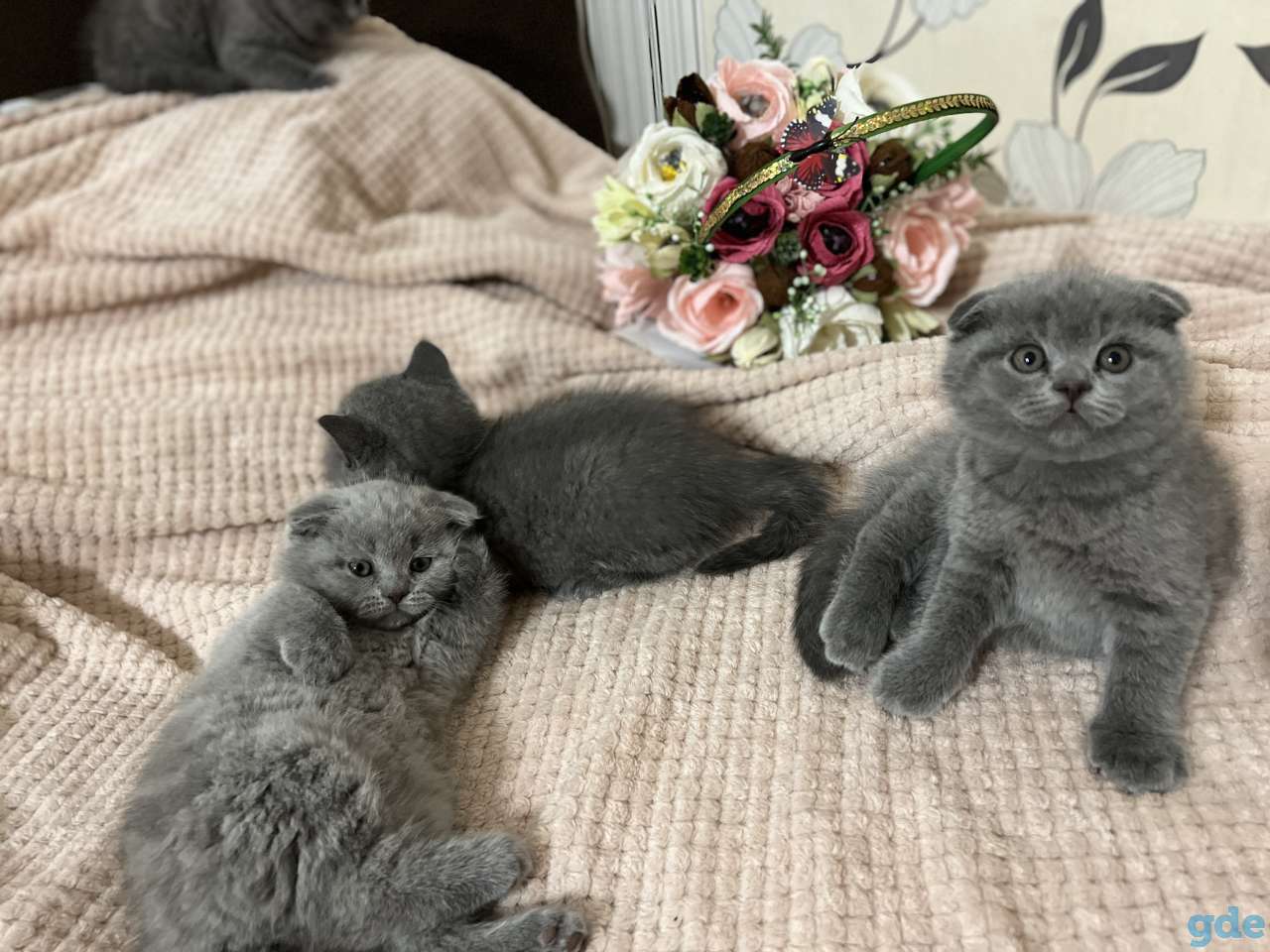 Шотландские вислоухие и прямоухие котята, фотография 3